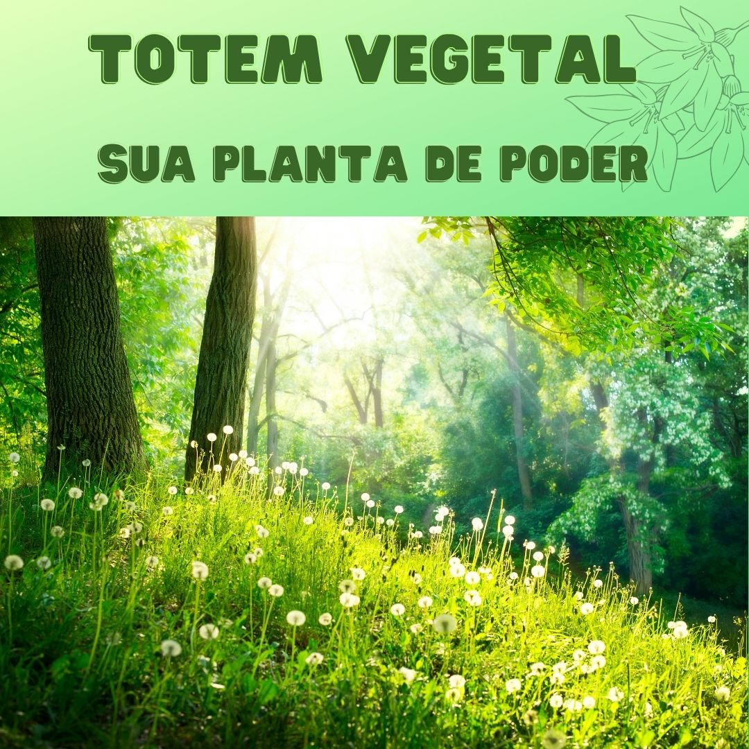 Produtos da loja da Espaço Xamã Verde